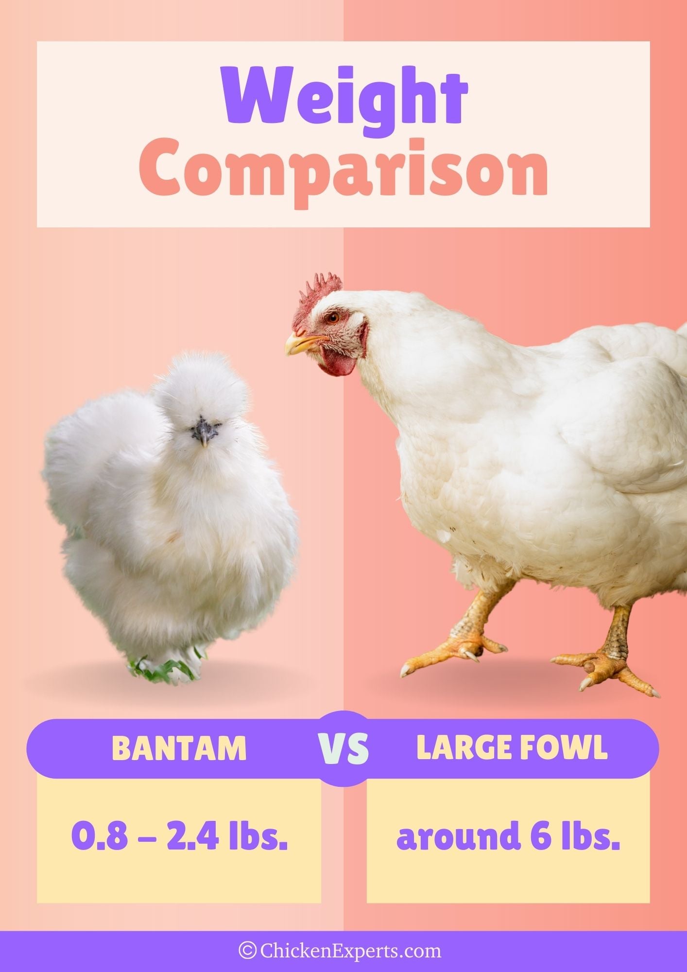 bantam chicken weight size comparison