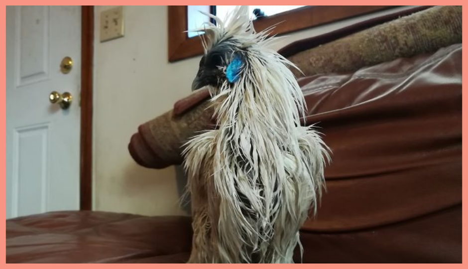  wet silkie chicken after bath 