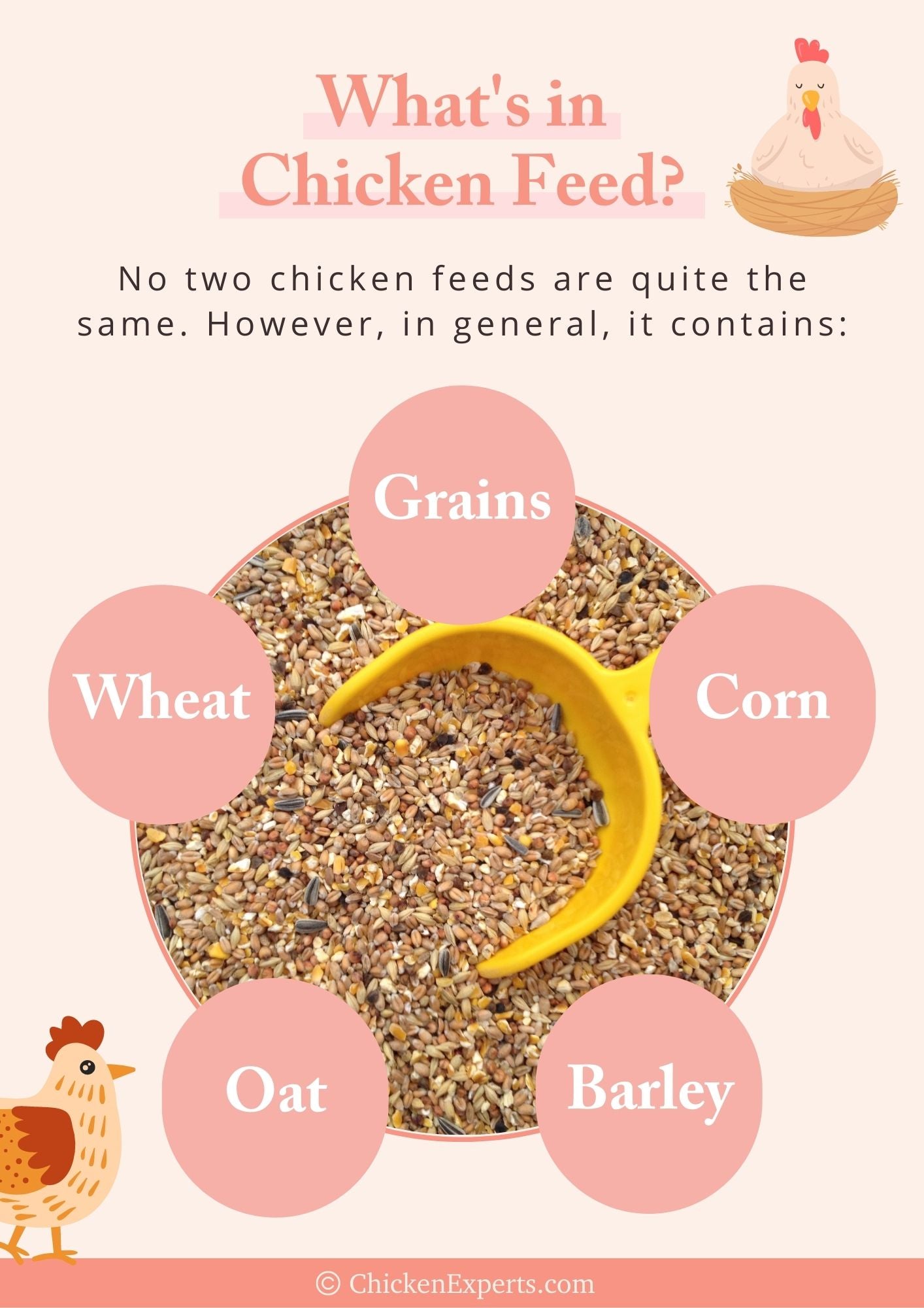 what's in chicken feed