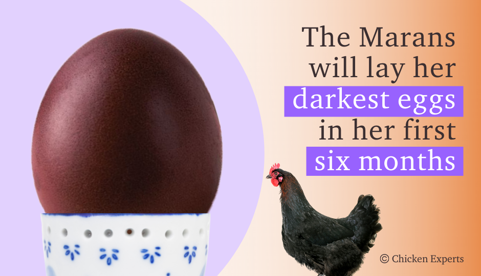 When do marans hens lay her darkest eggs