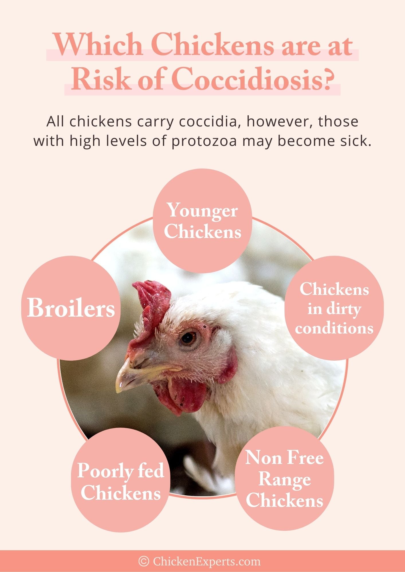 which chickens are at risk of coccidiosis