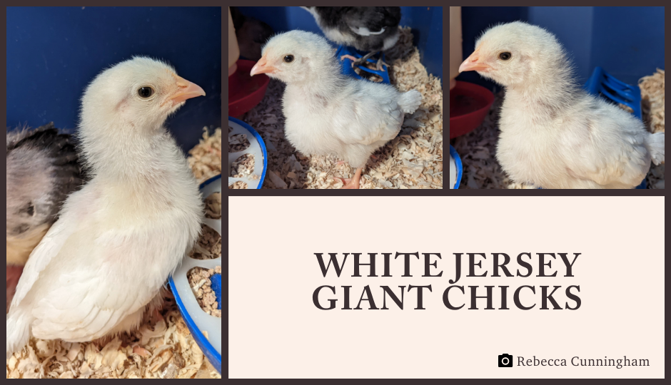 white jersey giant chicks in a brooder
