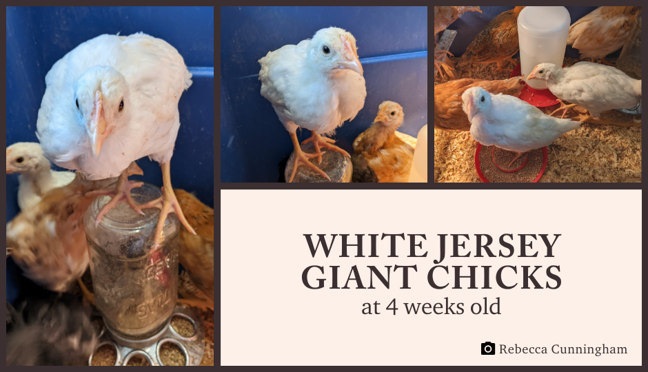 white jersey giant baby chickens at 4 weeks old