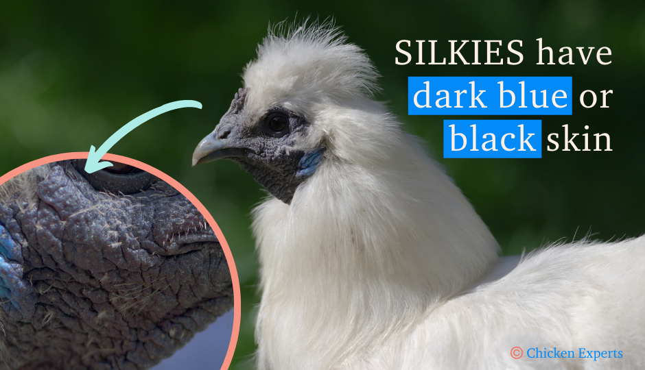 white silkie chicken with black skin