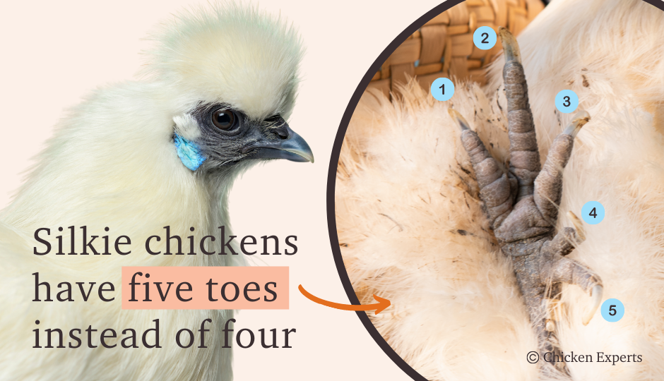 white silkie chicken with five toes