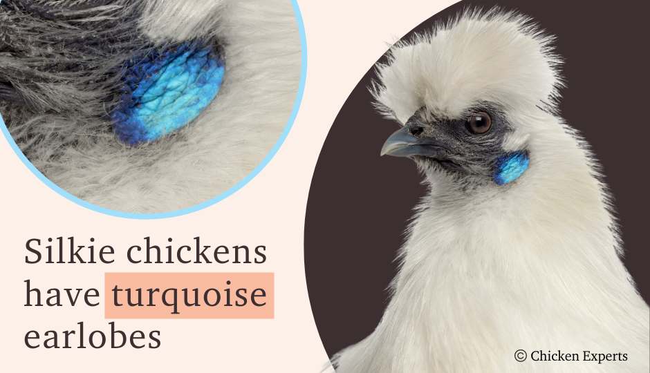 white silkie chicken featuring its turquoise earlobes