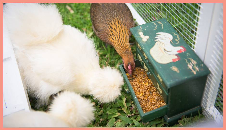 white silkie chickens and a jungle fowl eating chicken feed inside the coop