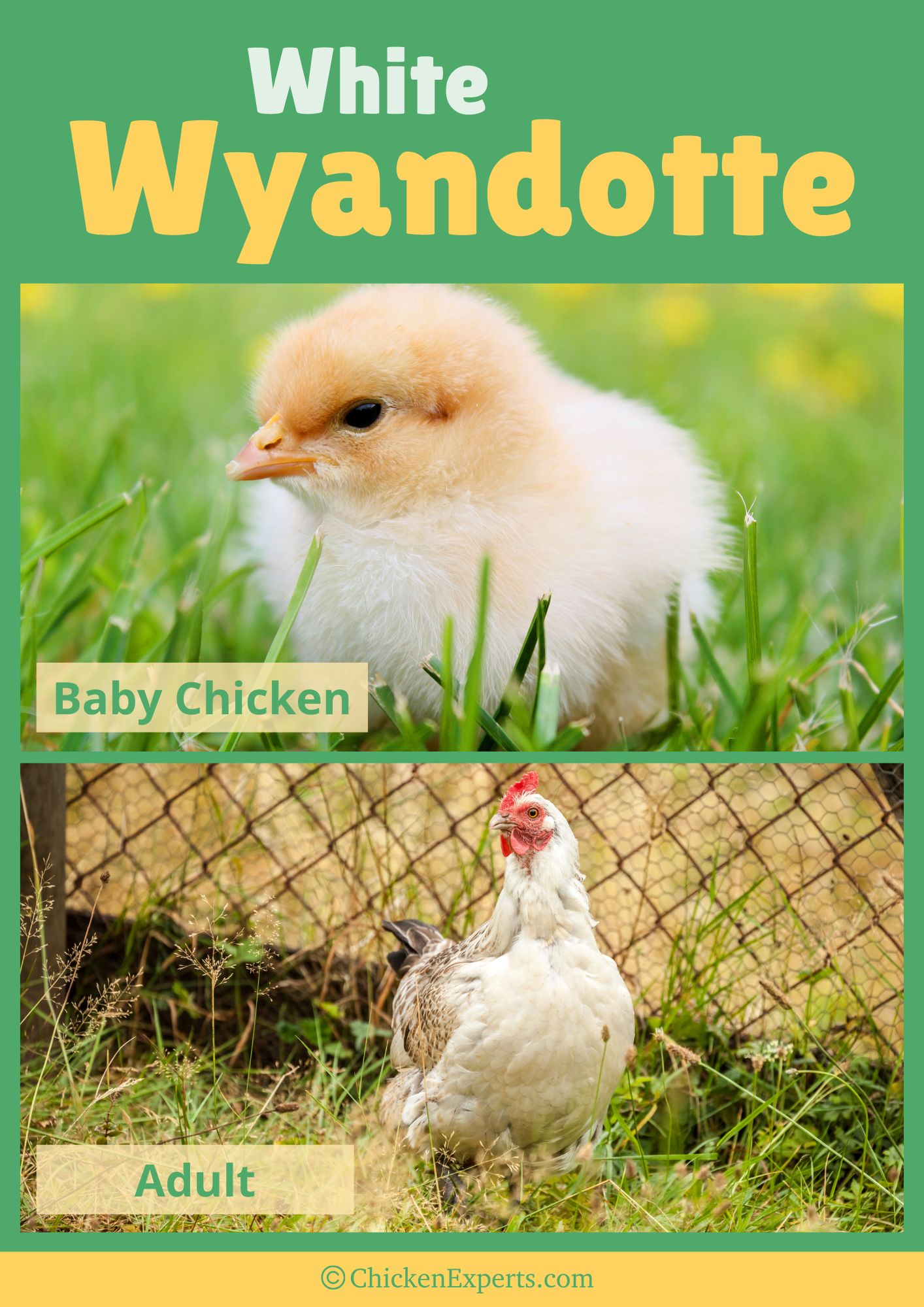 white wyandotte chicken breed