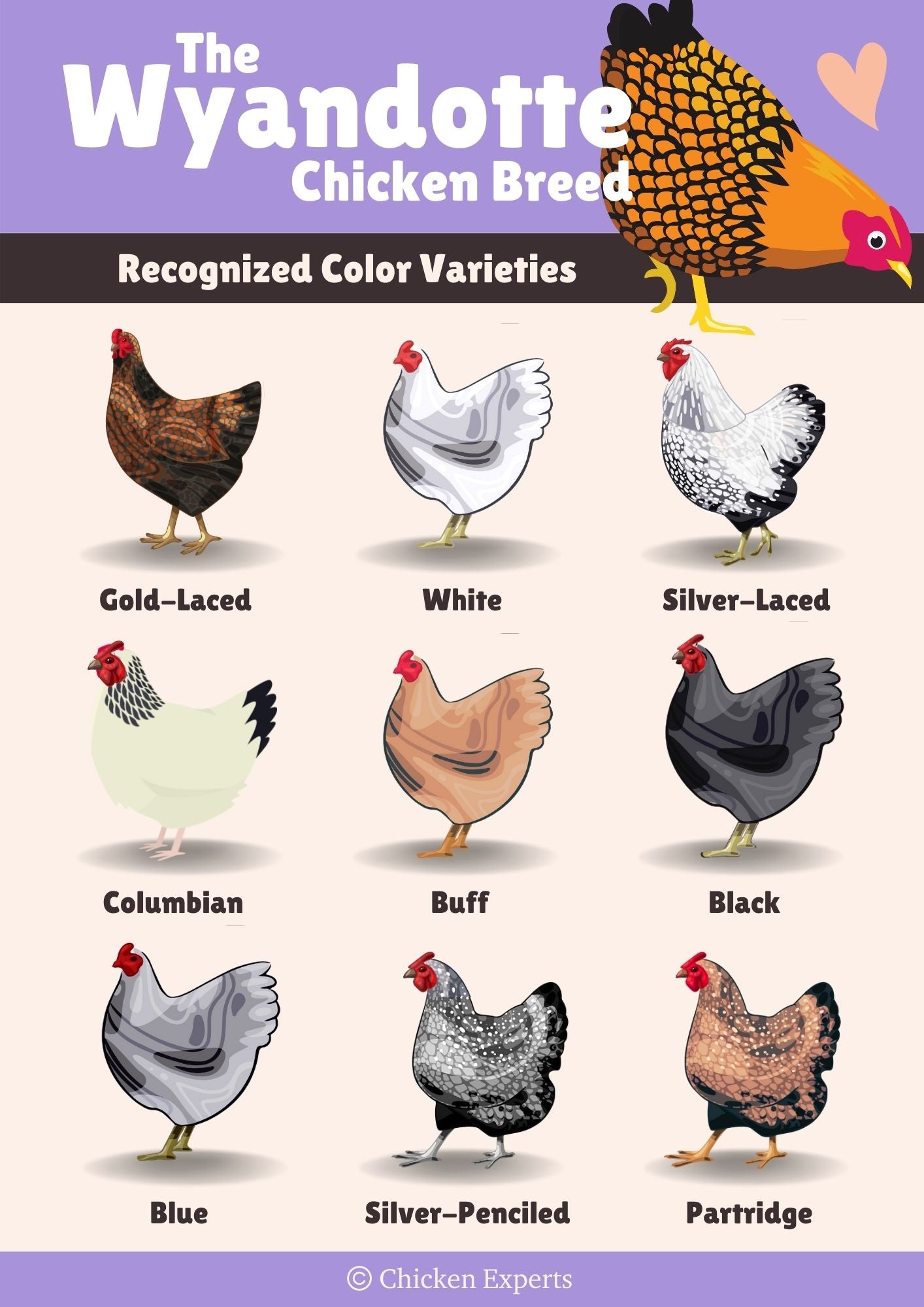 the wyandotte chicken breed color variety