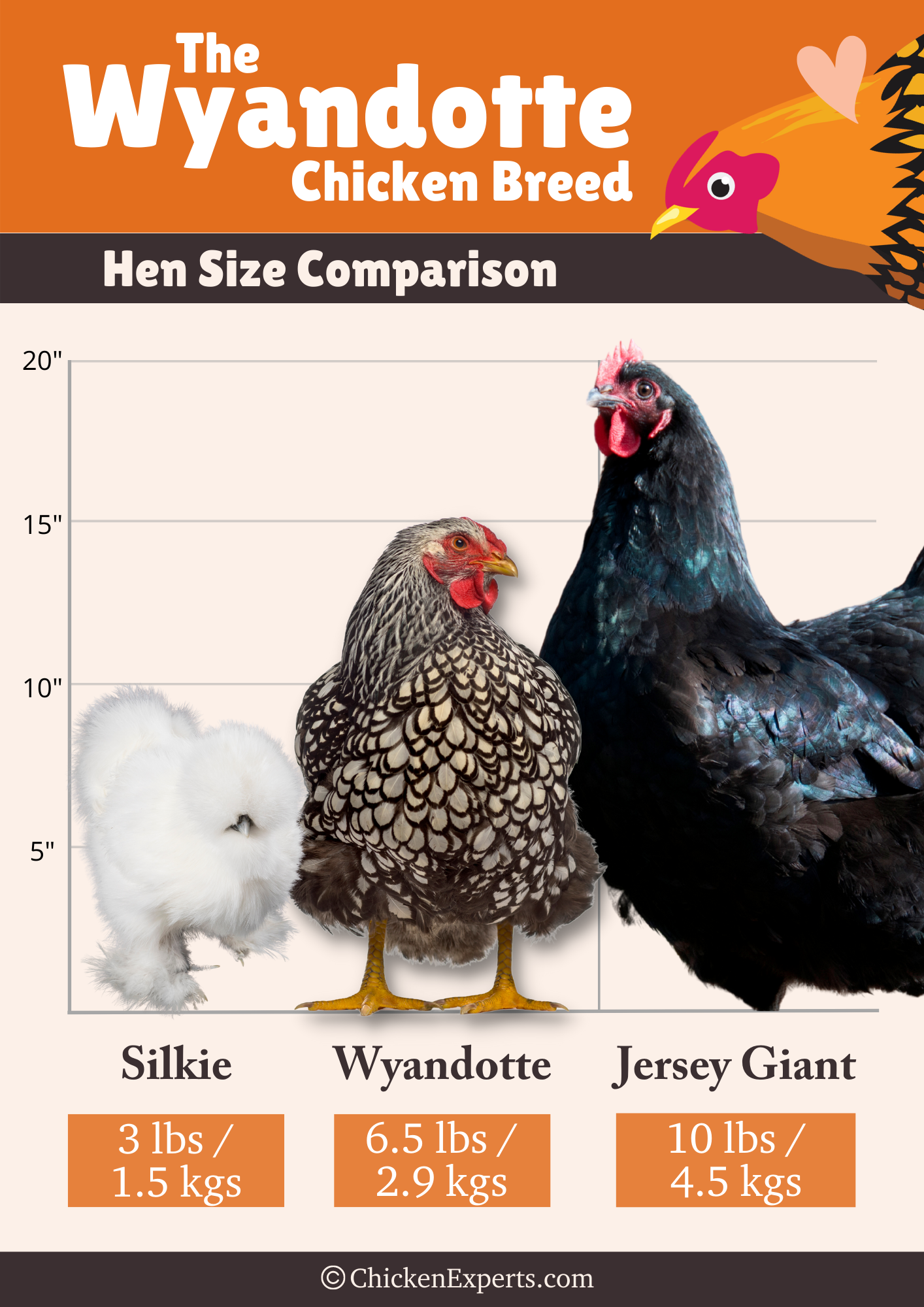 wyandotte hen size comparison with silkie chicken and jersey giant chicken