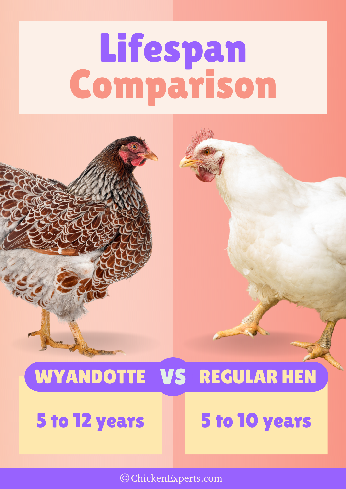 wyandotte chicken breed lifespan comparison