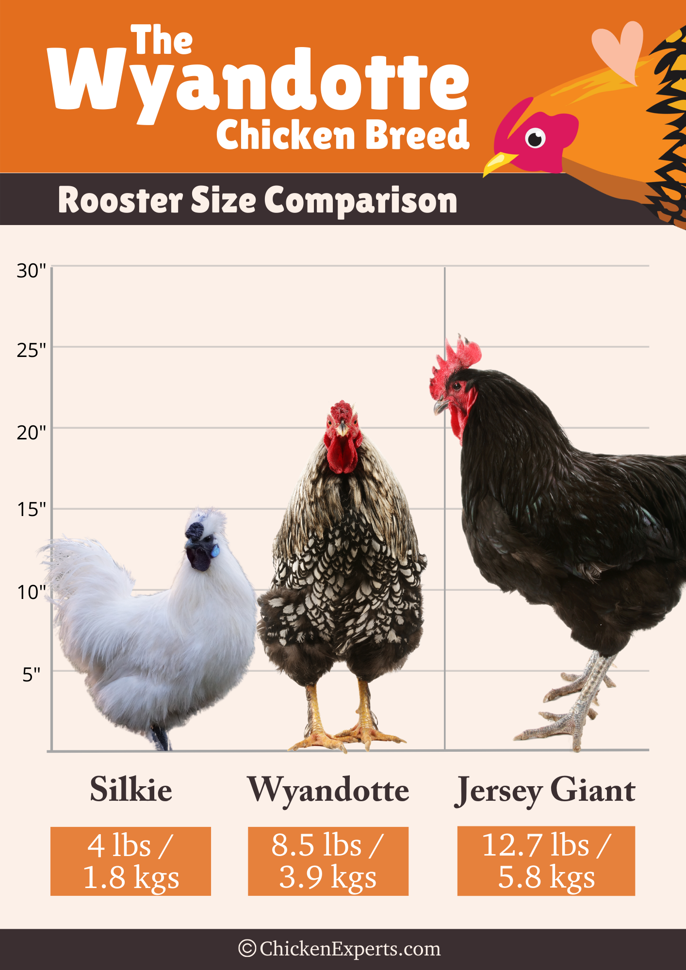 wyandotte rooster size comparison with silkie and jersey giant chicken