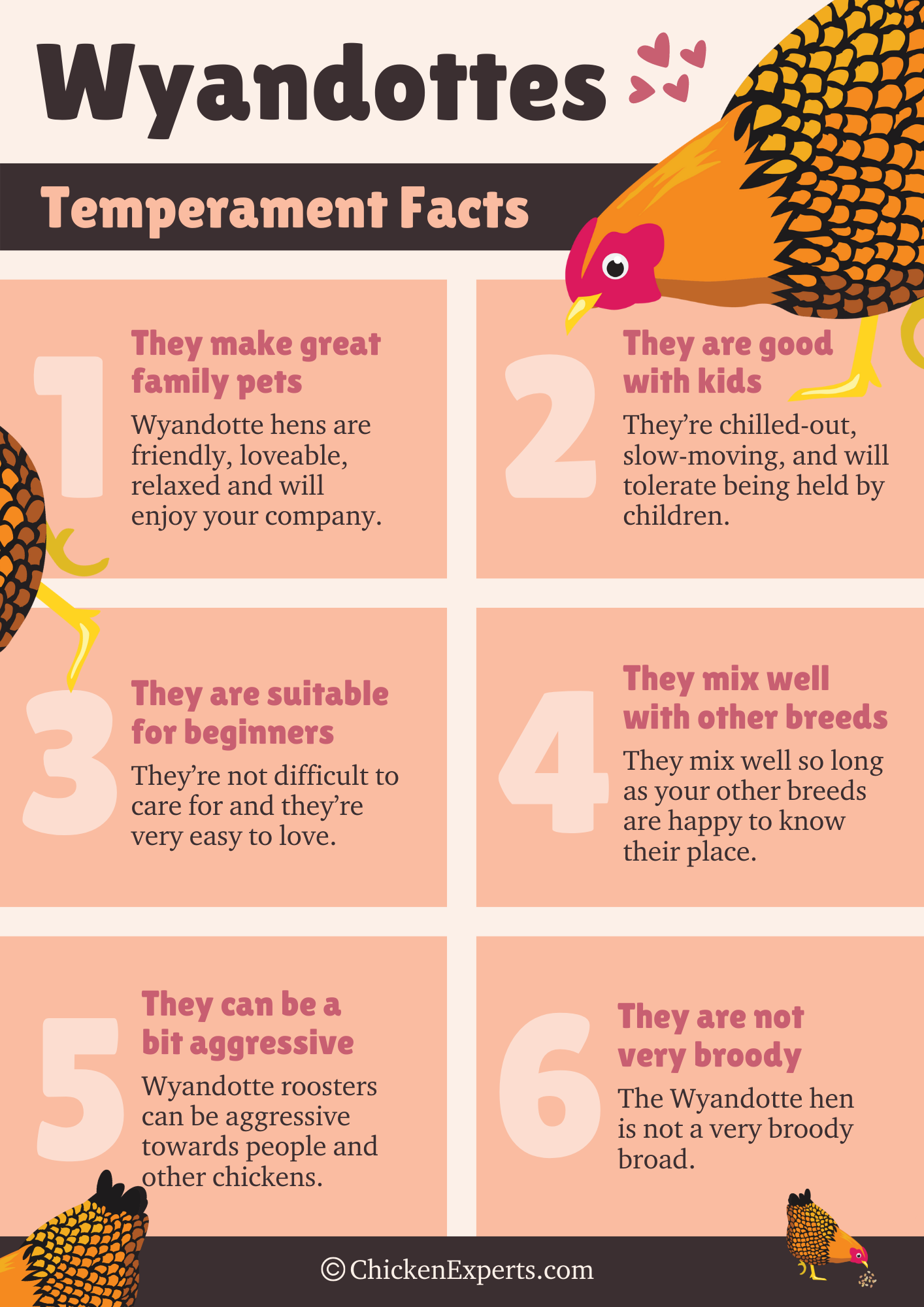 wyandotte chicken breed temperament facts