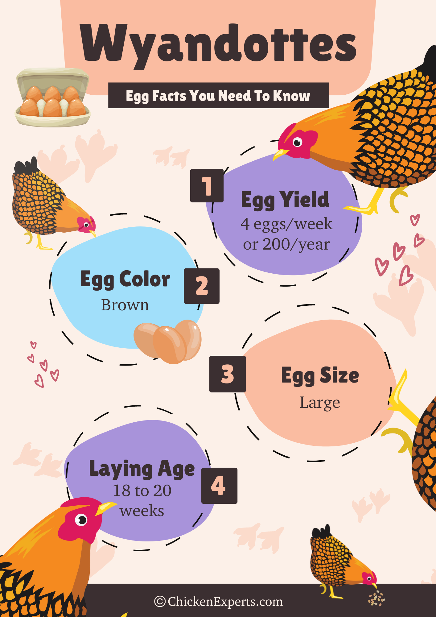 wyandotte chicken breed egg facts