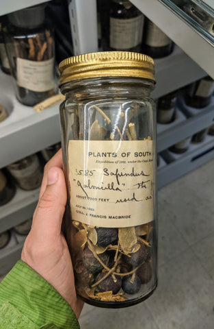 vintage botanical jar with cursive writing