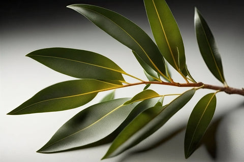 tea tree leaves