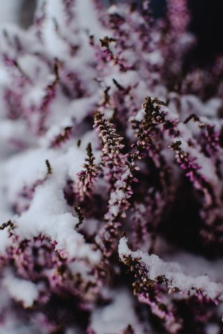 Lavender plant used in lavender winter essential oils in the snow