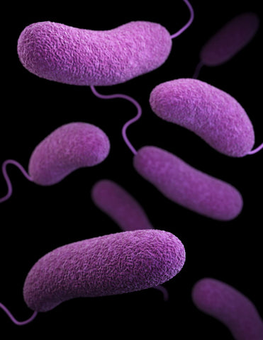 image-bacteries