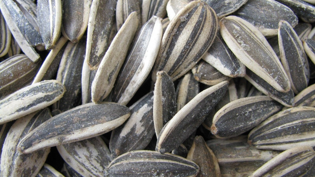 Salted Sunflower Seeds Online in the UK