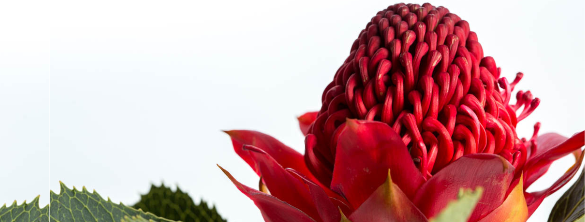 Waratah Australian Bush Flower Essences 