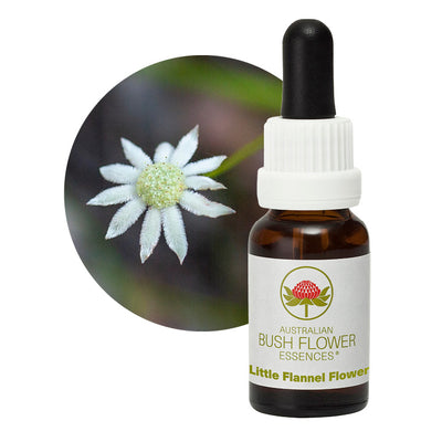 Flannel Flower – Australian Bush Flower Essences