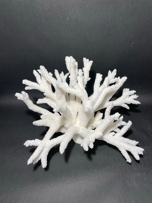 Staghorn Coral (10”x7”) – Treasures from Beneath