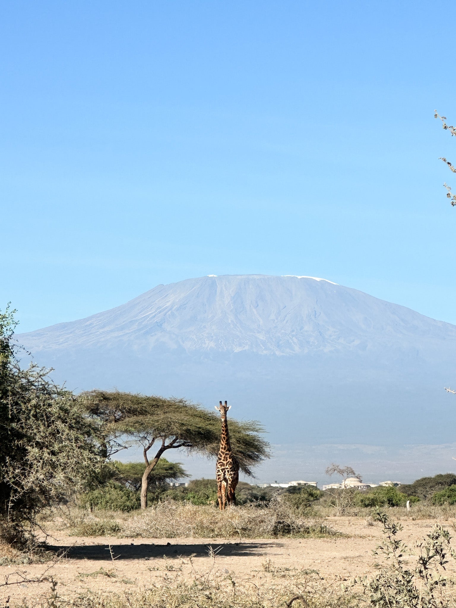 A giraffe walks in front of Kilimanjaro