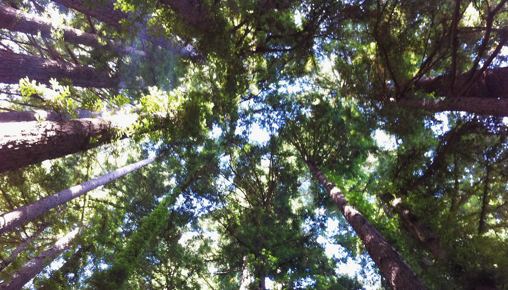 Redwood Trees by Missy Patterson, Simply Grateful