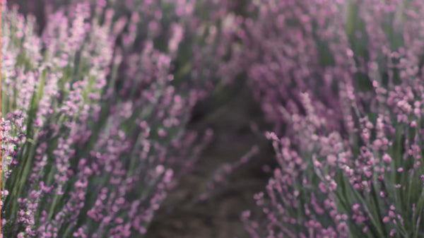 Blooming lavender