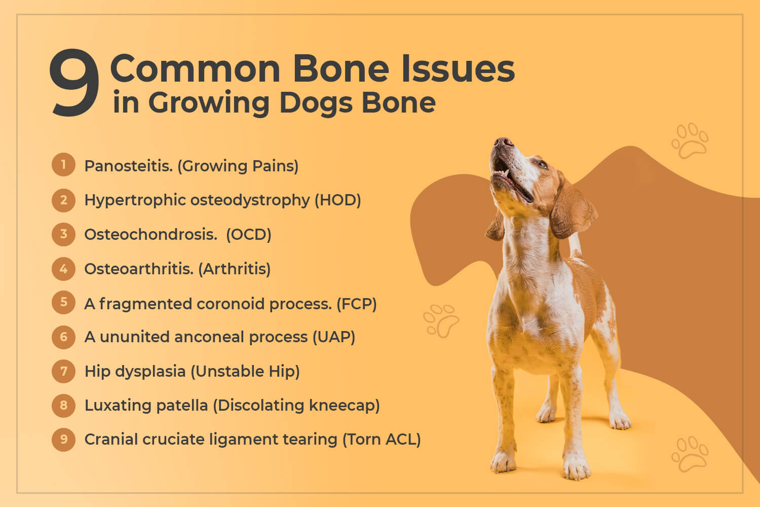 Dog Bone Issue infographics