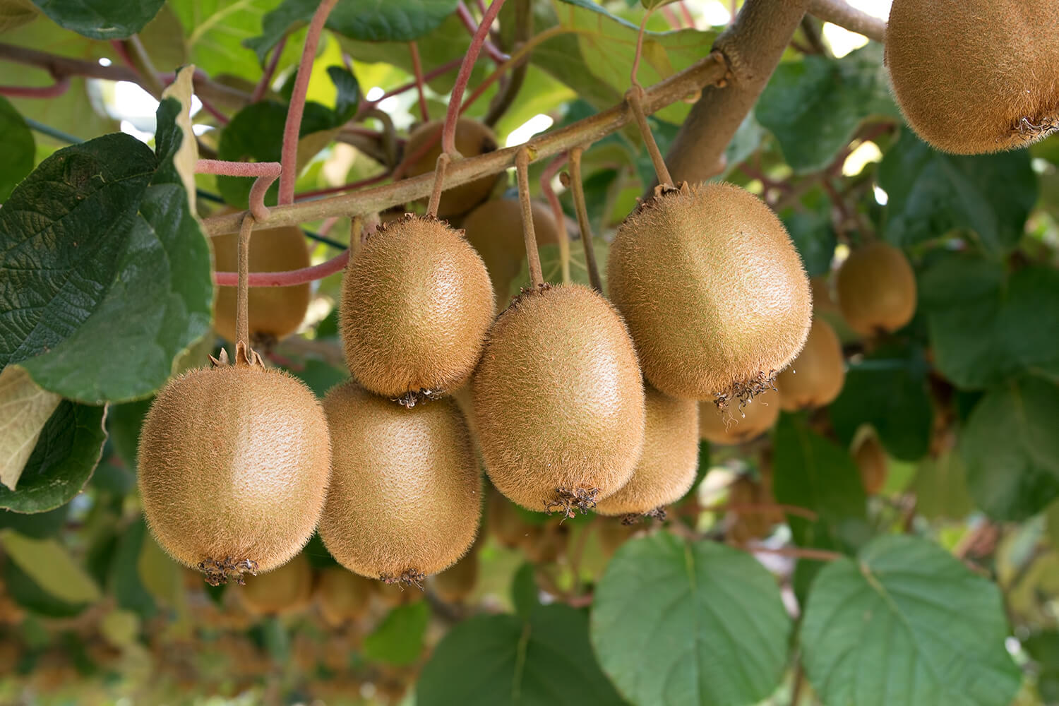 kiwifruit grown in New Zealand 