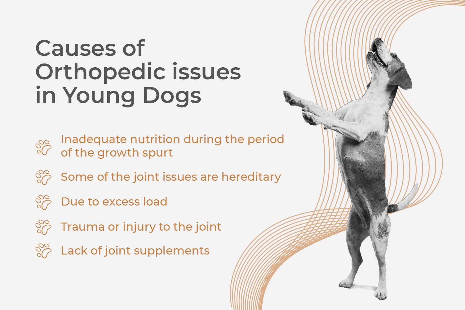 causes of Orthopedic issues in young dogs