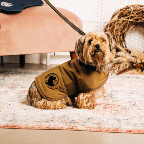 Small Dog in Tan Coloured Dog Coat