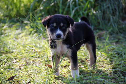 Puppy dog training image