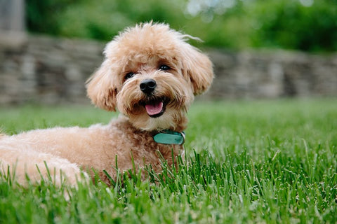 Happy curly puppy smiling image