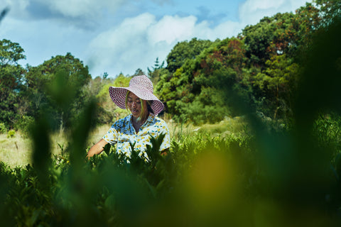 Cindy working on a tea farm in Maui