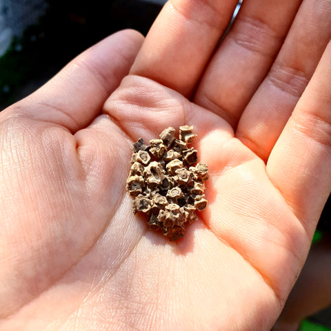 eucalyptus seeds