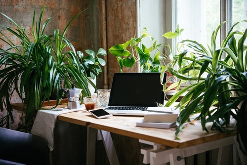home office with plants