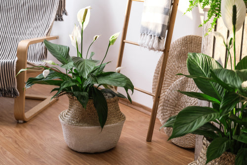air purifying peace lily in a home setting
