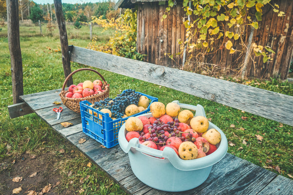 fruit in the orchard