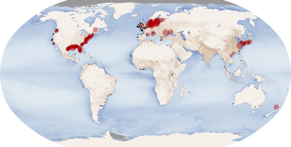 Seaweed dead zones around the world as shown on a flattened atlas view.