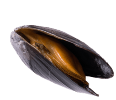 mussel