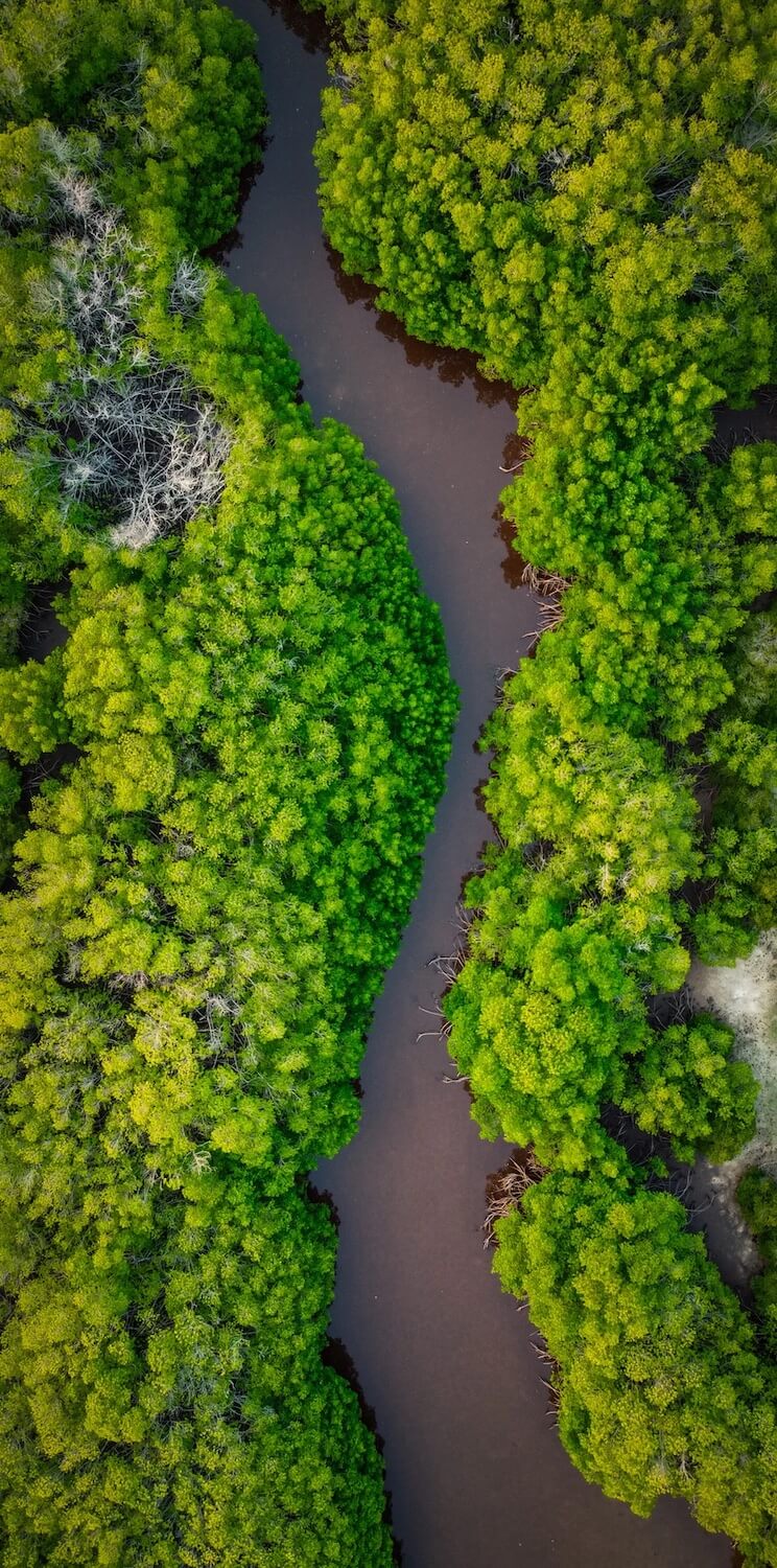 mangrove trees