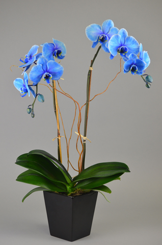 Blue Diamond Orchid