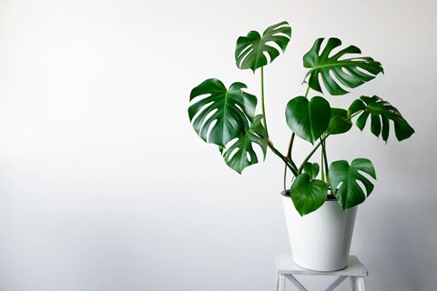 Monstera