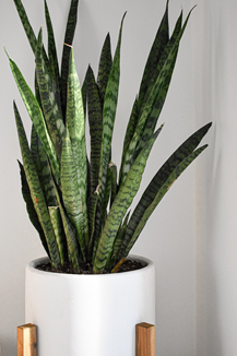 Snake Plant