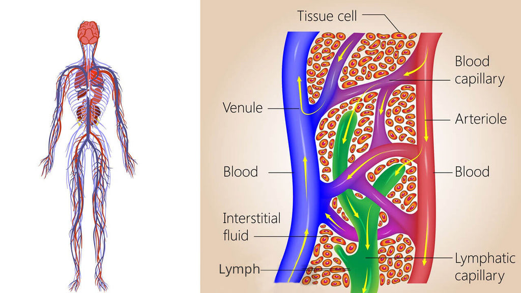 what is the pressotherapy