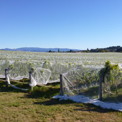 Blackenbrook Pinot Noir Block in sunny Nelson, New Zealand