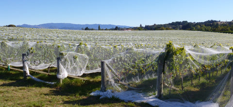 Late Summer at our Nelson Family Vineyard