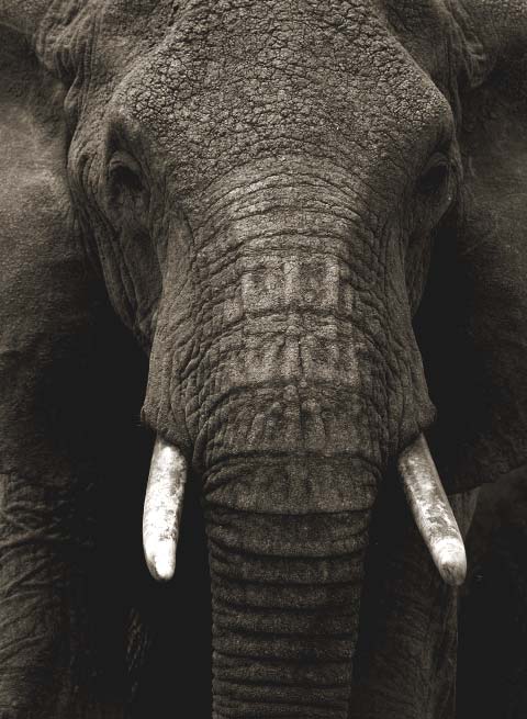 donate-poster-elephant-499f90f2dc242d44be8143d78e355416